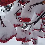 شقة Foresta