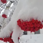 Foresta سامنون